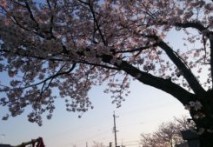 桜咲く