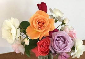 Colorful Roses