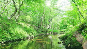 新緑 川 自然 写真